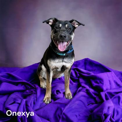 Onexya, Adoptable, Young Female Shepherd & Terrier.