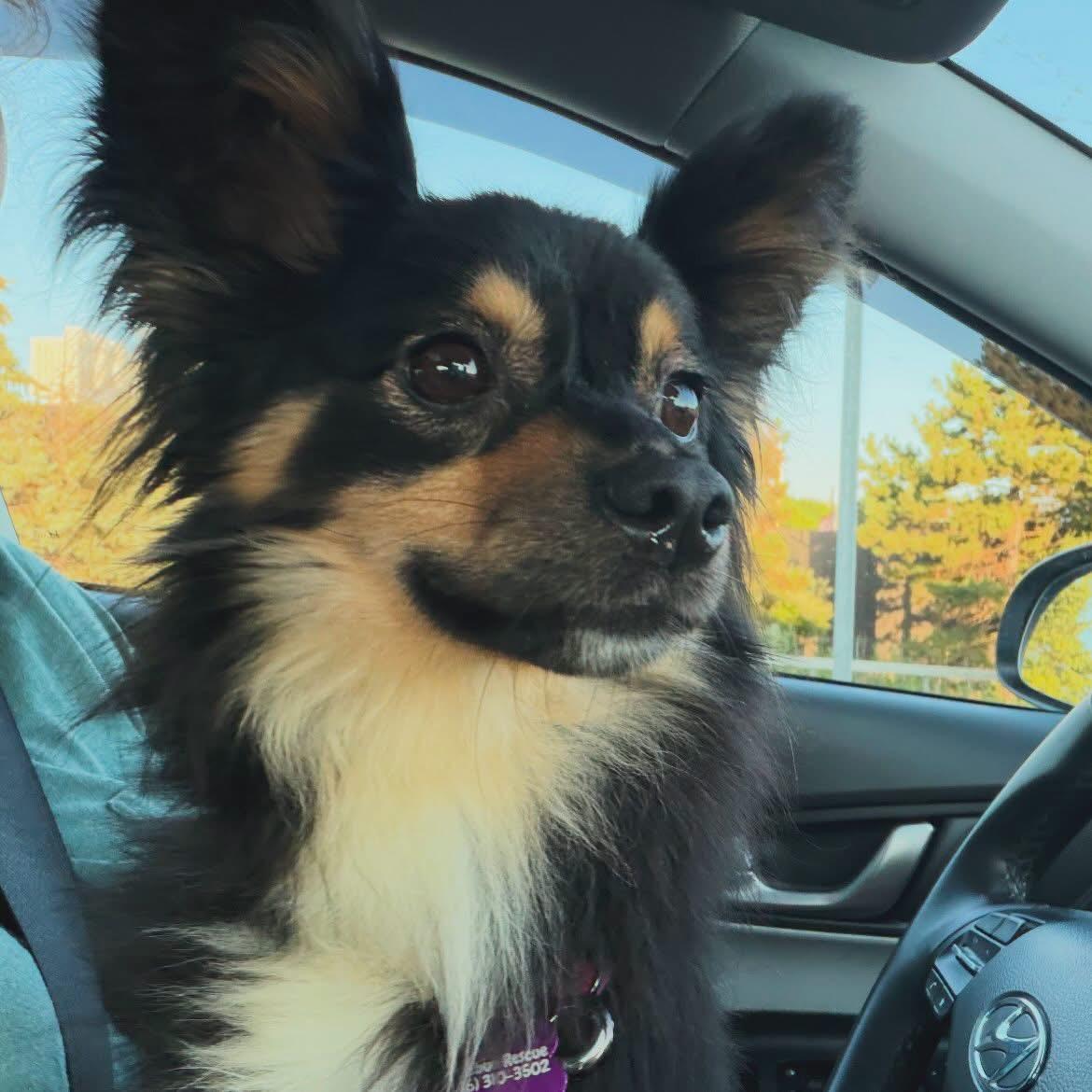 Enlarge Barbie, an adopted Australian Shepherd in West Falls, NY image 2/4