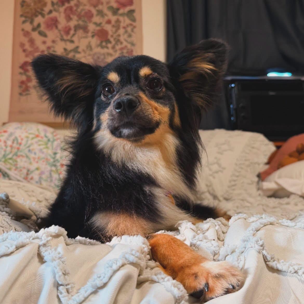 Barbie, adopted, Young Female Australian Shepherd.