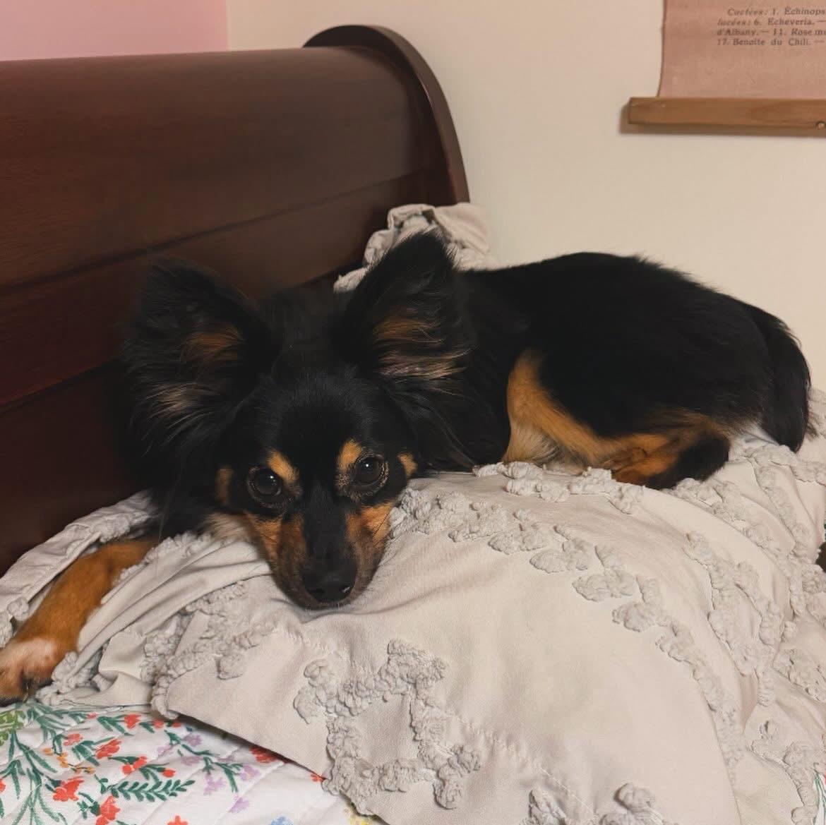 Enlarge Barbie, an adopted Australian Shepherd in West Falls, NY image 3/4