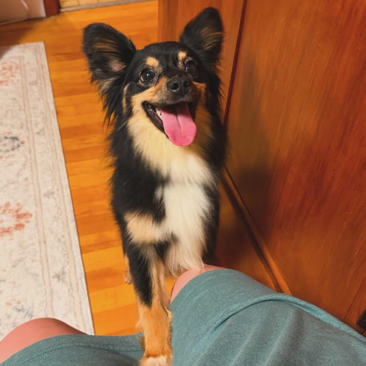 Enlarge Barbie, an adopted Australian Shepherd in West Falls, NY image 4/4