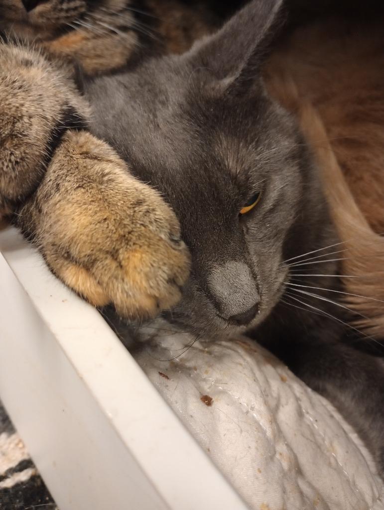 Kranky Kendall, Adoptable, Adult Female Domestic Short Hair.