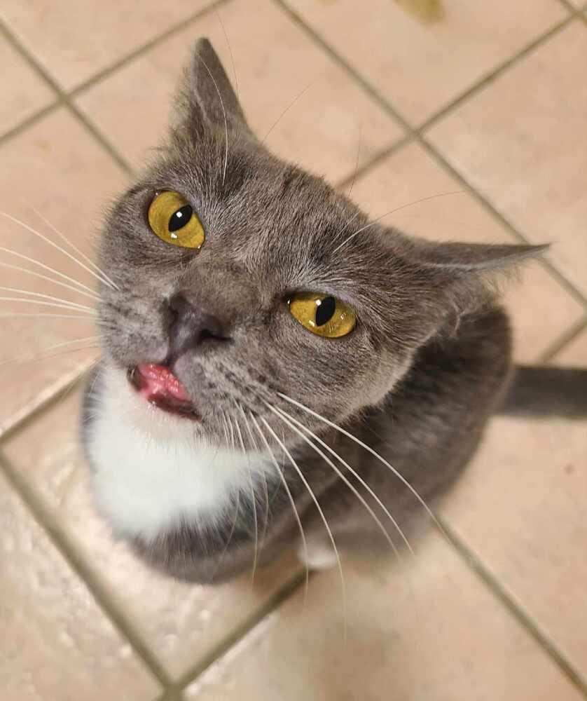 Chickpea, Adoptable, Adult Female Domestic Short Hair.