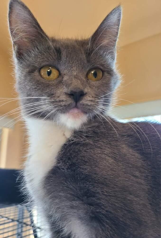 Enlarge Chickpea, a Adoptable Domestic Short Hair in Salinas, CA image 2/4