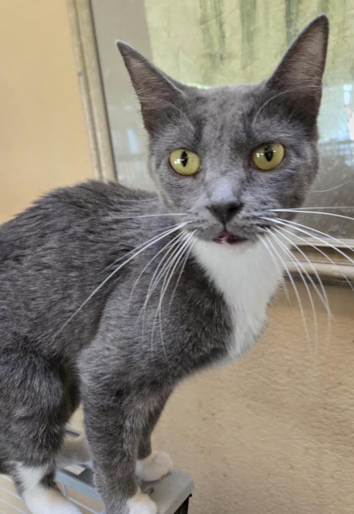 Enlarge Chickpea, a Adoptable Domestic Short Hair in Salinas, CA image 3/4