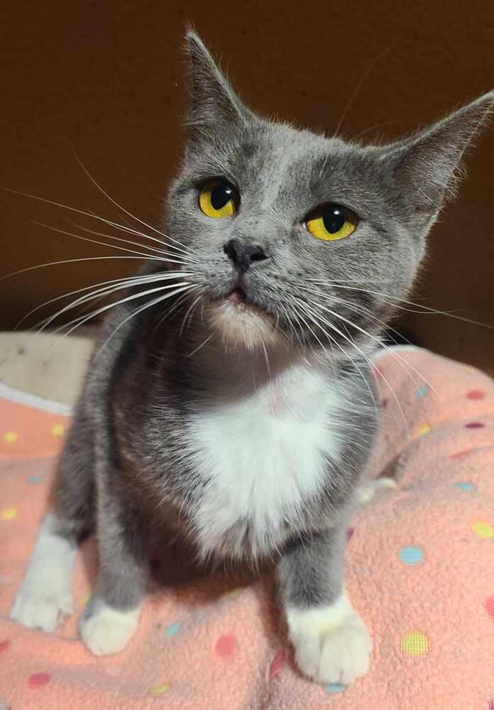 Enlarge Chickpea, a Adoptable Domestic Short Hair in Salinas, CA image 4/4