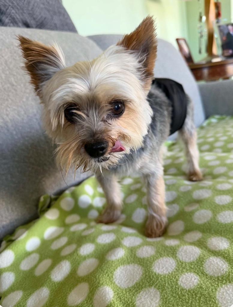 Toby photo