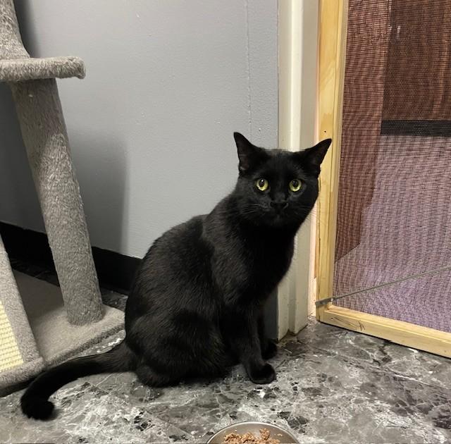 Moon, an adoptable Domestic Short Hair in Chisholm, MN, 55719 | Photo Image 2