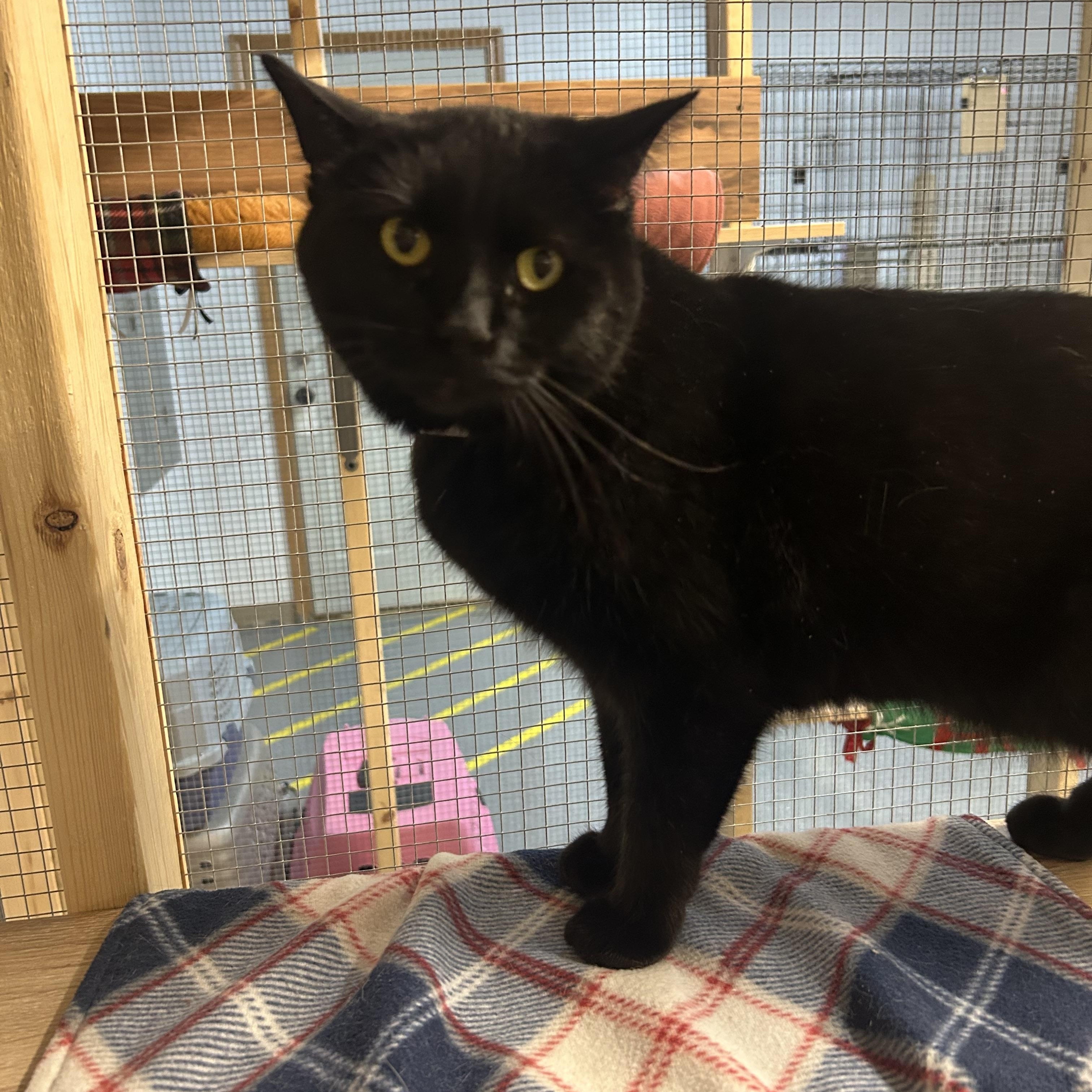Moon, an adoptable Domestic Short Hair in Chisholm, MN, 55719 | Photo Image 3