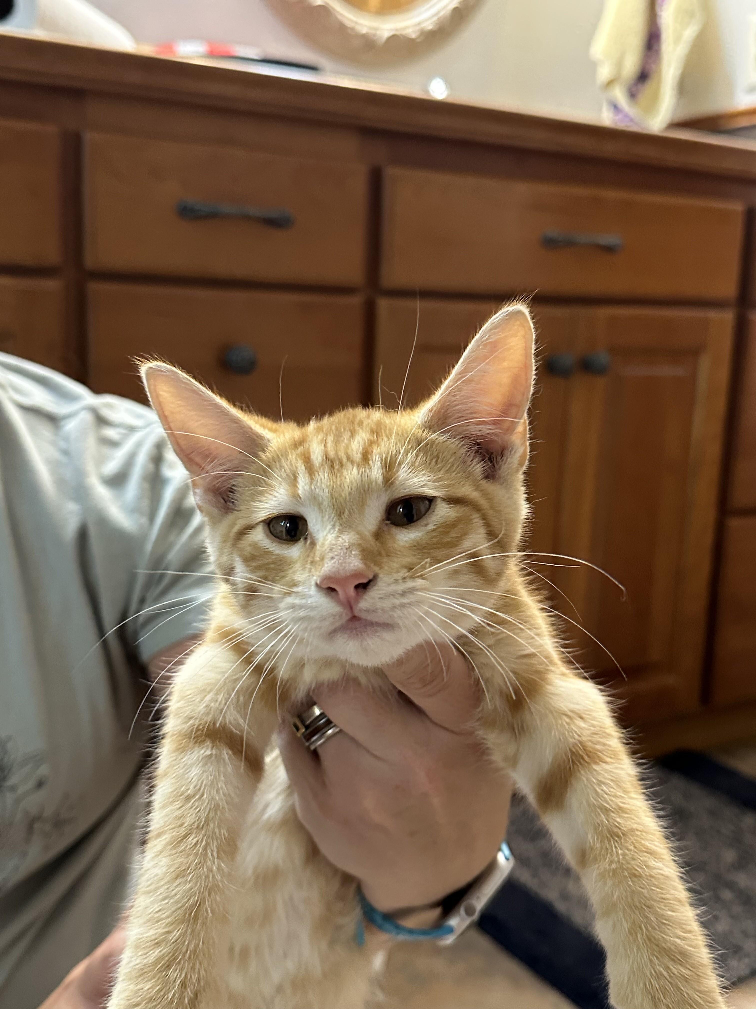 Austin, a Adoptable Tabby in Kennewick, WA image 1/4