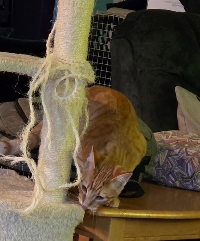 Austin, a Adoptable Tabby in Kennewick, WA image 2/4