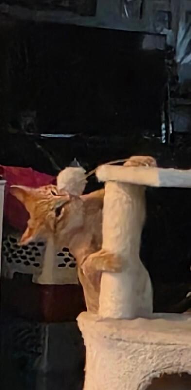 Austin, a Adoptable Tabby in Kennewick, WA image 3/4