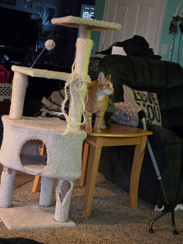 Austin, a Adoptable Tabby in Kennewick, WA image 4/4