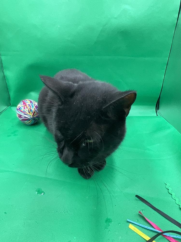 Magnus, Adoptable, Young Male Domestic Short Hair.