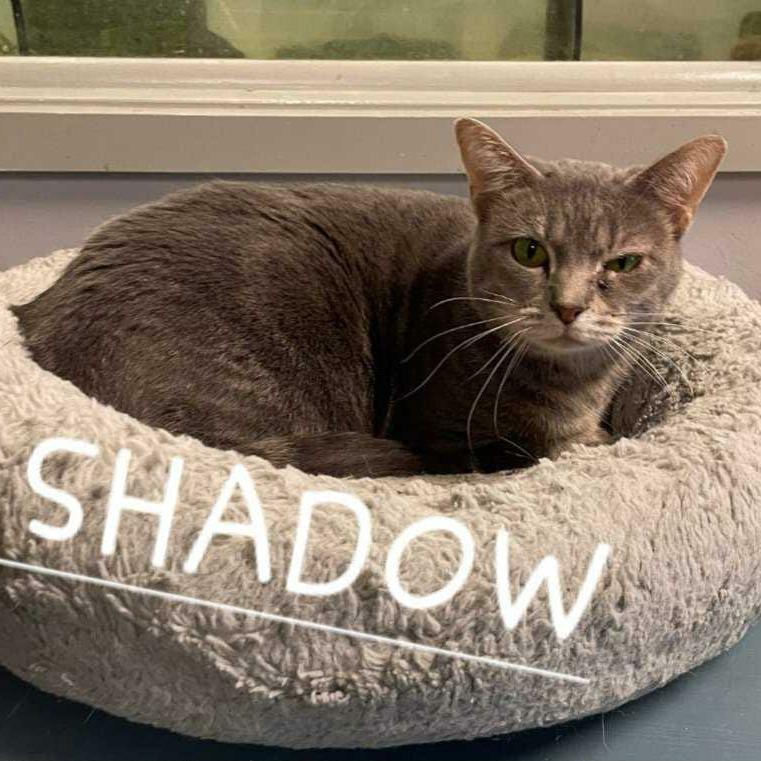 Enlarge Shadow, a Adoptable Domestic Short Hair in Richmond, IN image 1/1