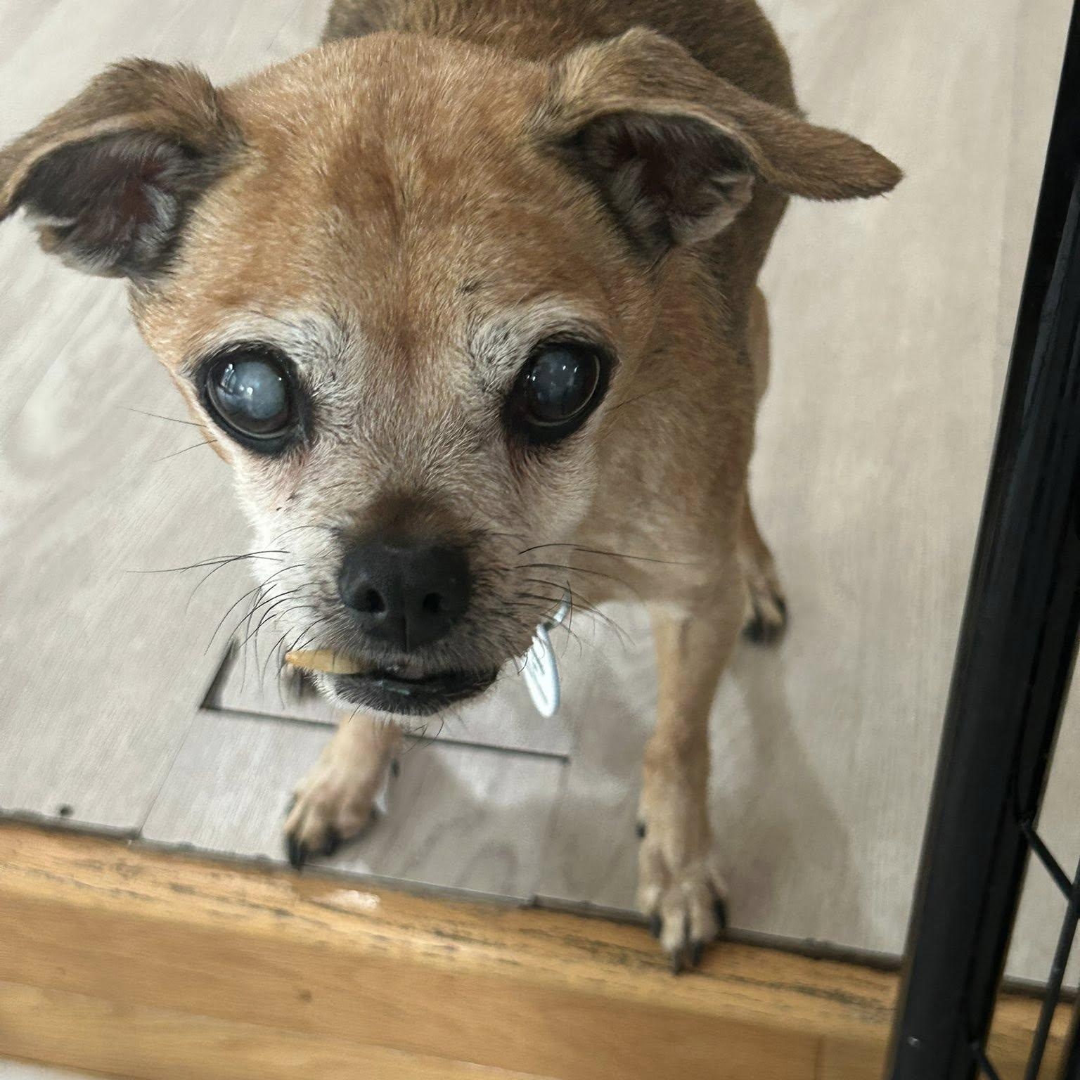Stella, an adoptable mixed breed in Severn, MD image 4/4