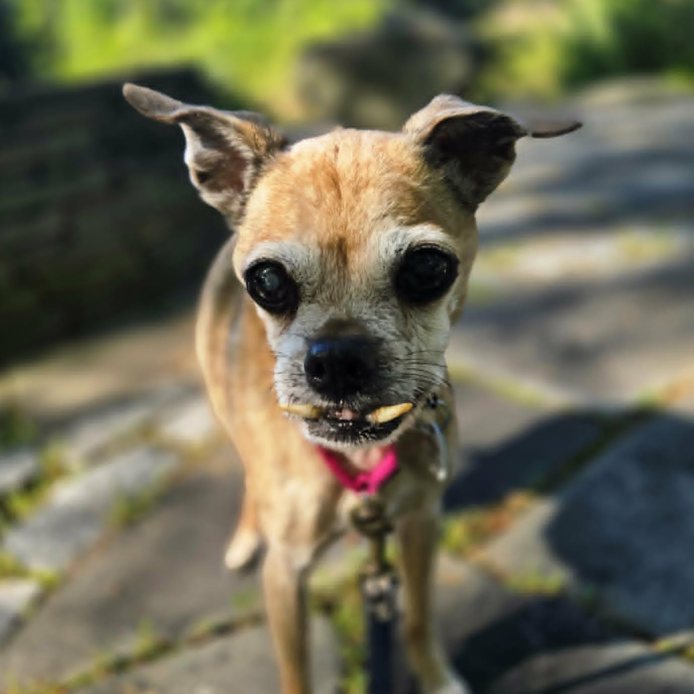 Stella, adoptable, Senior Female Chihuahua & Pug.