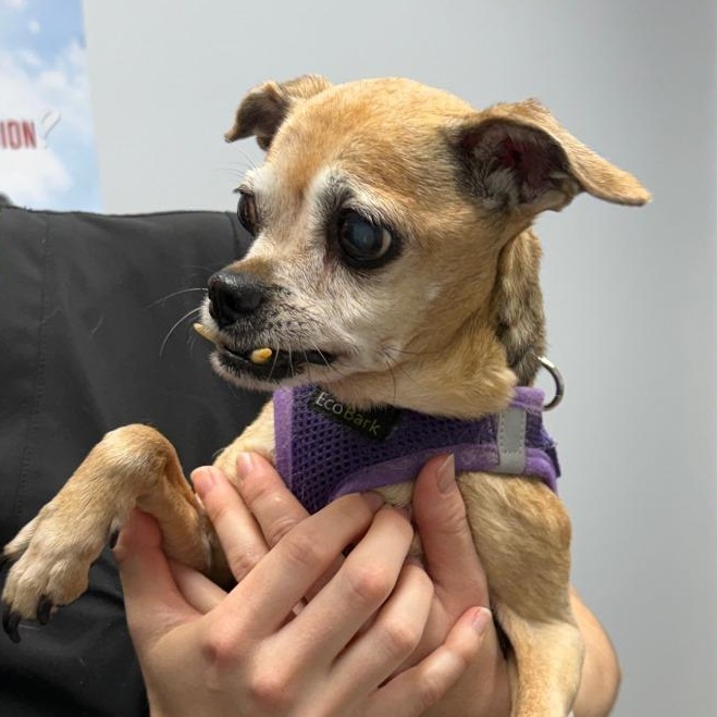 Stella, an adoptable mixed breed in Severn, MD image 2/3