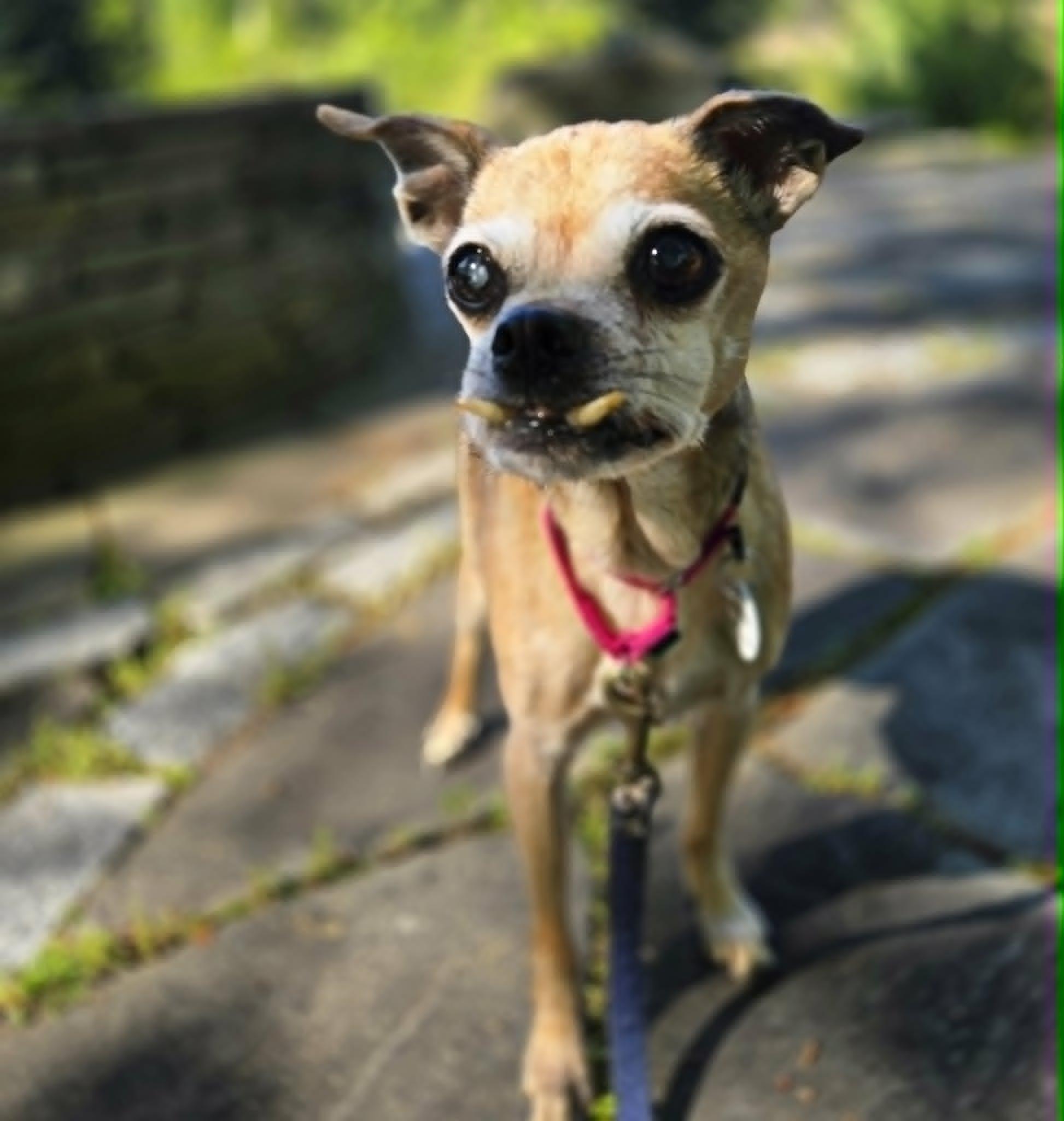 Stella, an adoptable mixed breed in Severn, MD image 3/3