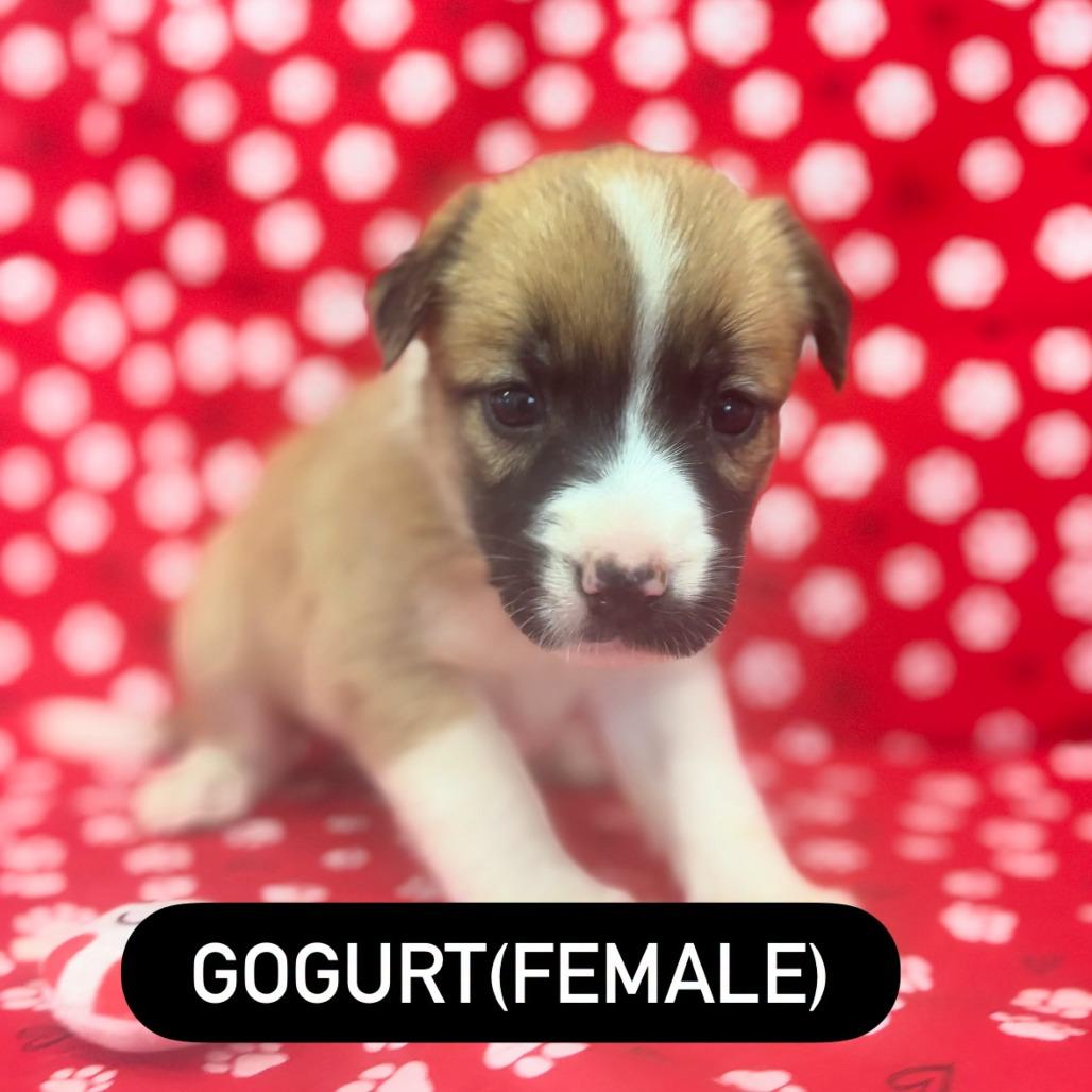 Gogurt, Adoptable, Puppy Female German Shepherd Dog & Mixed Breed.