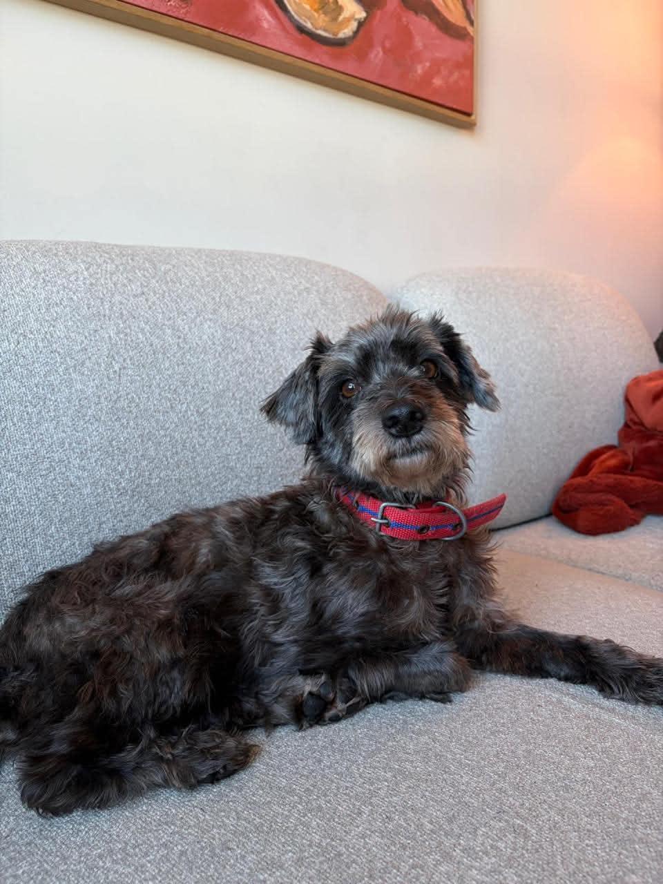 Enlarge LEE, an adoptable mixed breed in Etobicoke, ON image 2/2
