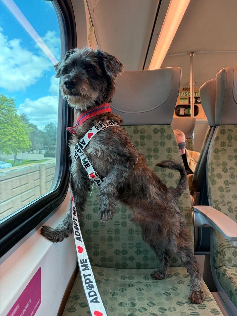 LEE, adoptable, Adult Male Miniature Poodle & Miniature Schnauzer.