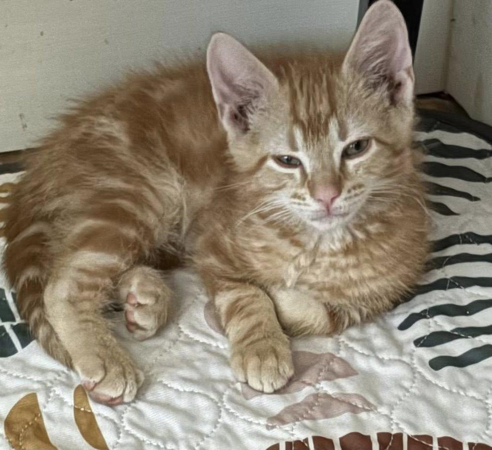 Enlarge Punch Buggy, an adopted Domestic Short Hair in Morgantown, WV image 2/5