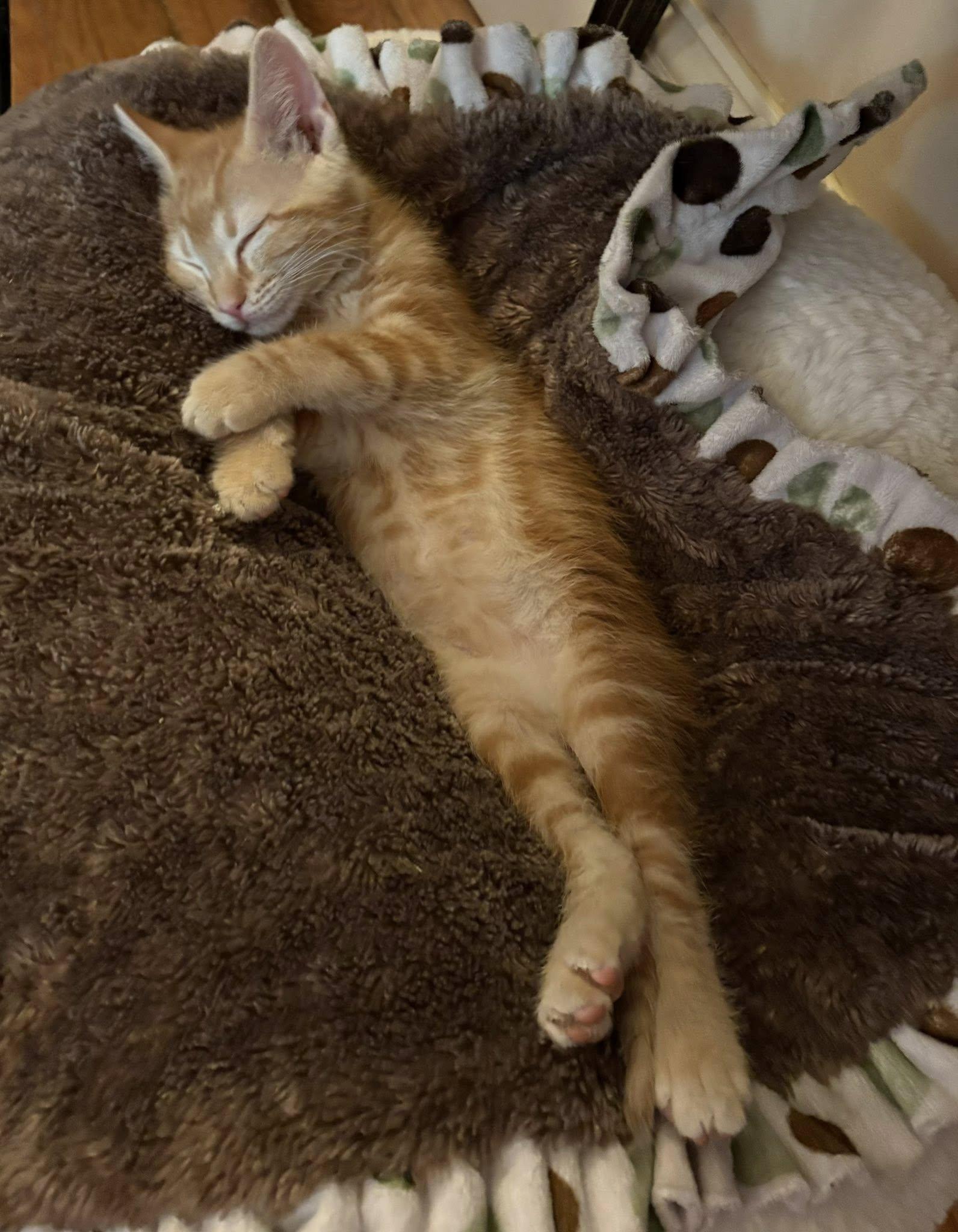 Enlarge Punch Buggy, an adopted Domestic Short Hair in Morgantown, WV image 4/5