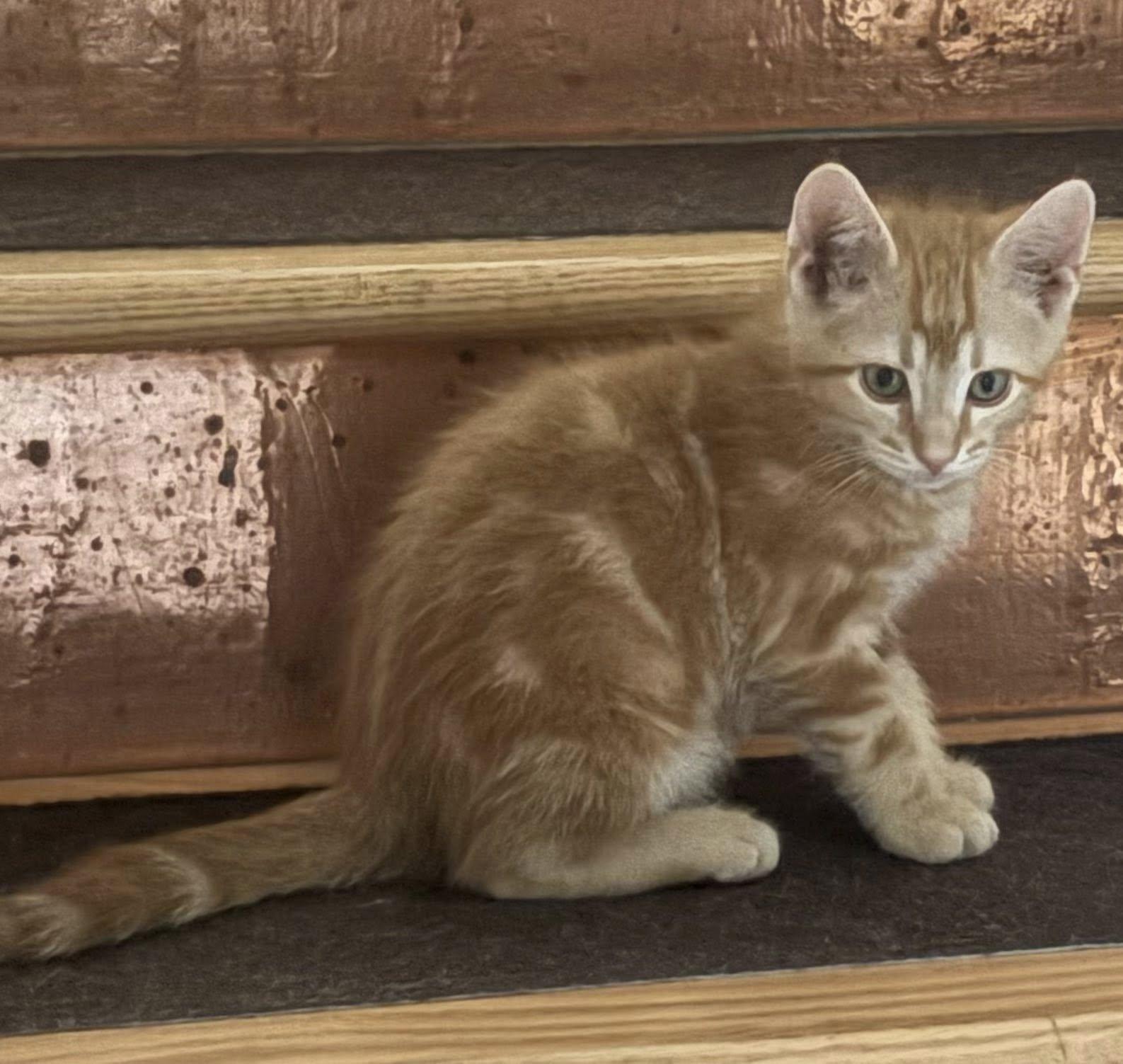 Enlarge Punch Buggy, an adopted Domestic Short Hair in Morgantown, WV image 3/5