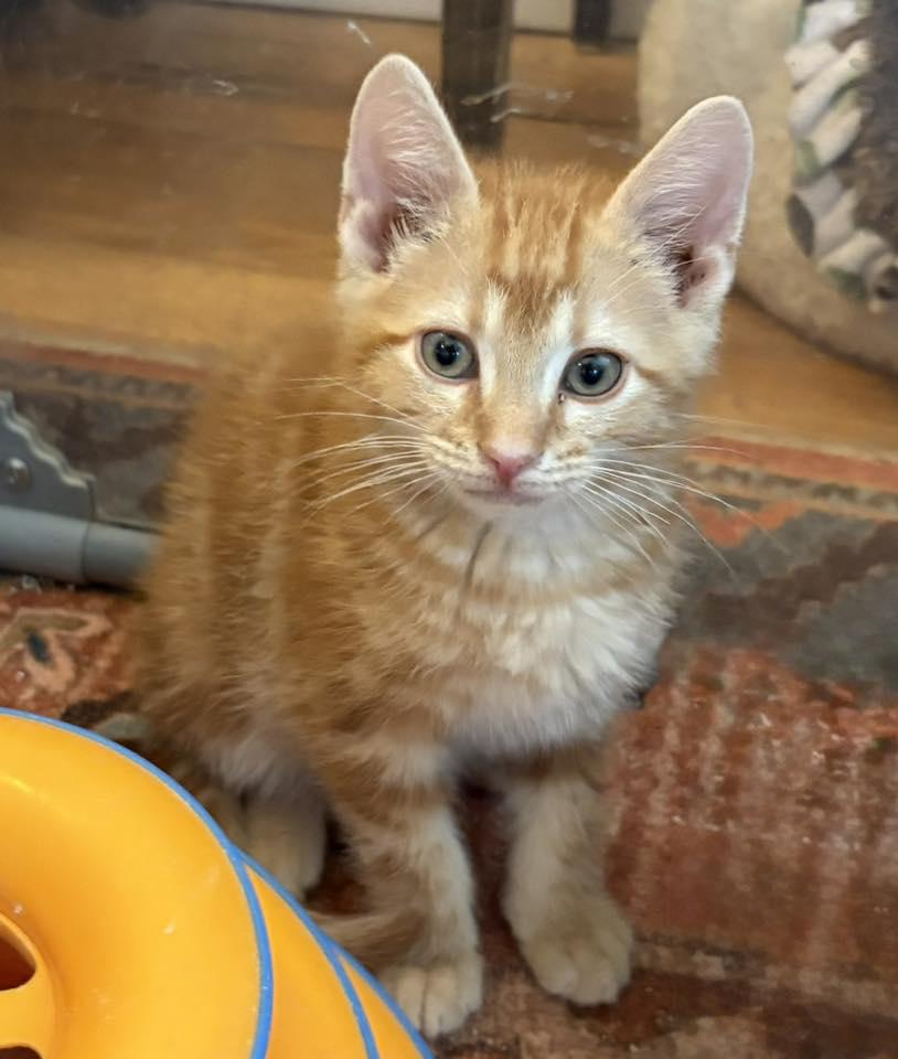 Punch Buggy, adopted, Kitten Male Domestic Short Hair.