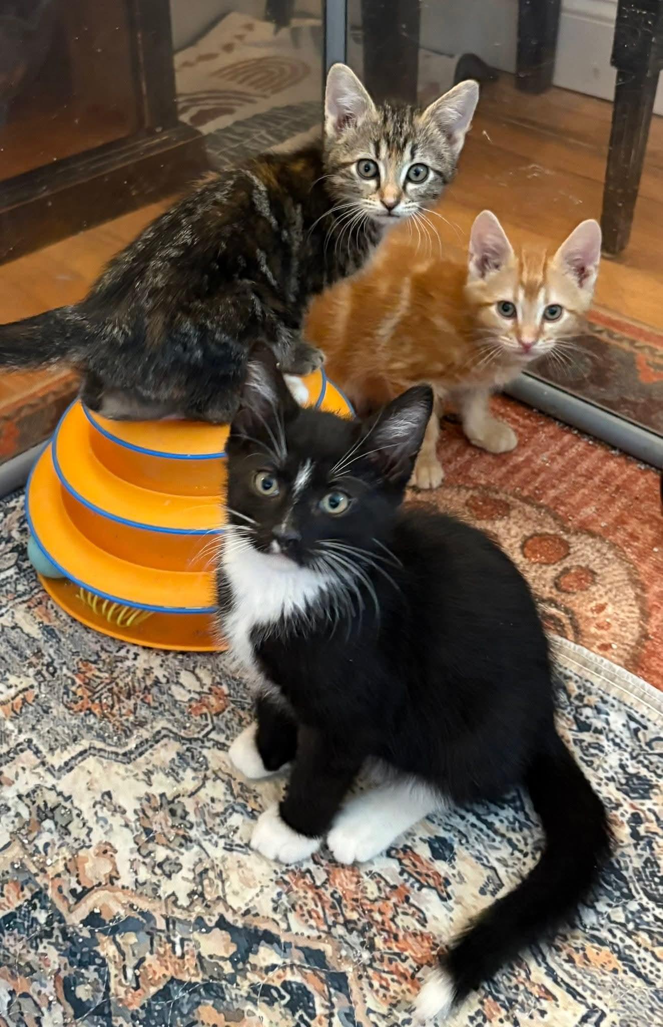 Enlarge Punch Buggy, an adopted Domestic Short Hair in Morgantown, WV image 5/5