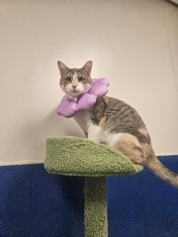 Enlarge Purdy, a Adoptable Domestic Short Hair in Yankton, SD image 1/5