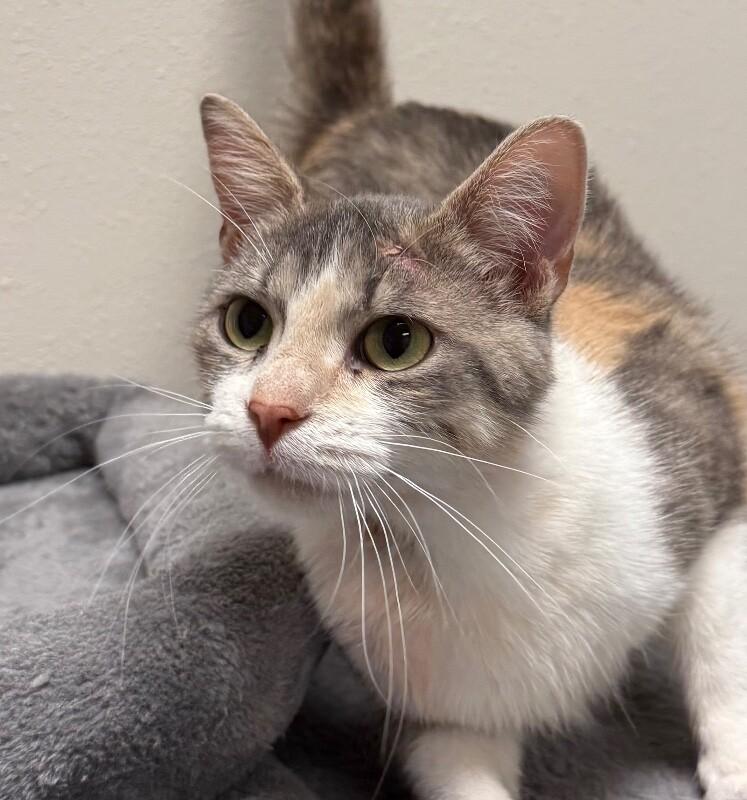 Purdy, a Adoptable Domestic Short Hair in Yankton, SD image 1/2