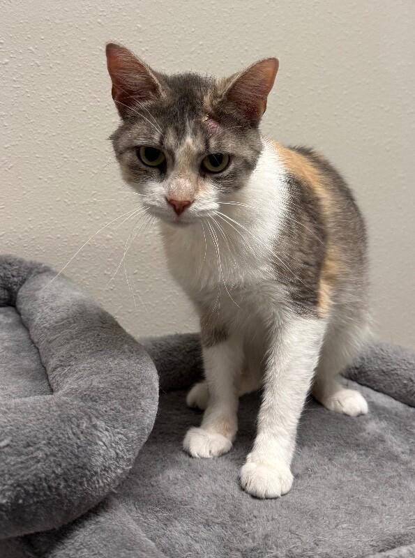 Purdy, a Adoptable Domestic Short Hair in Yankton, SD image 2/2