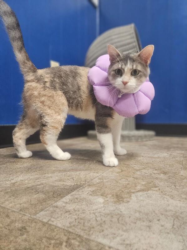 Enlarge Purdy, a Adoptable Domestic Short Hair in Yankton, SD image 2/5