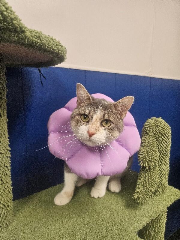 Enlarge Purdy, a Adoptable Domestic Short Hair in Yankton, SD image 3/5