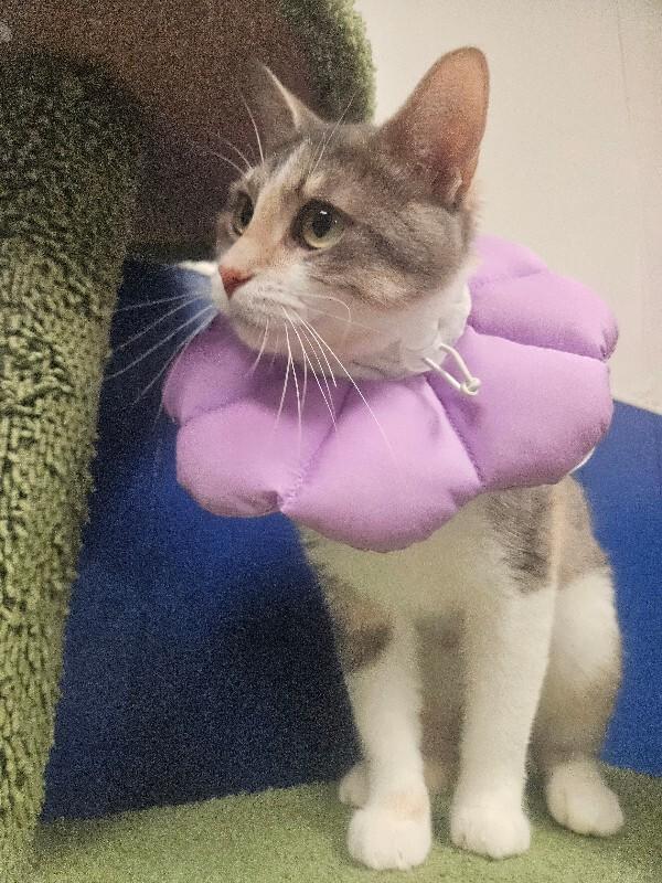Enlarge Purdy, a Adoptable Domestic Short Hair in Yankton, SD image 4/5