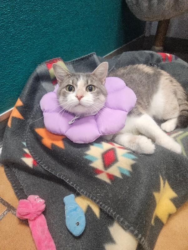 Enlarge Purdy, a Adoptable Domestic Short Hair in Yankton, SD image 5/5