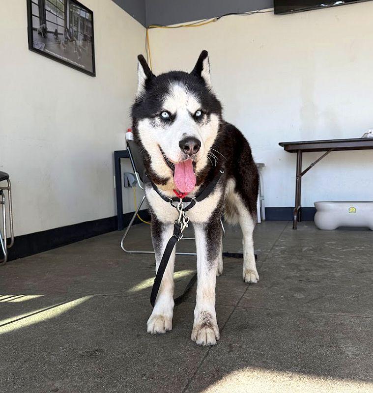 Panda, ADOPTABLE, Young Male Alaskan Malamute.