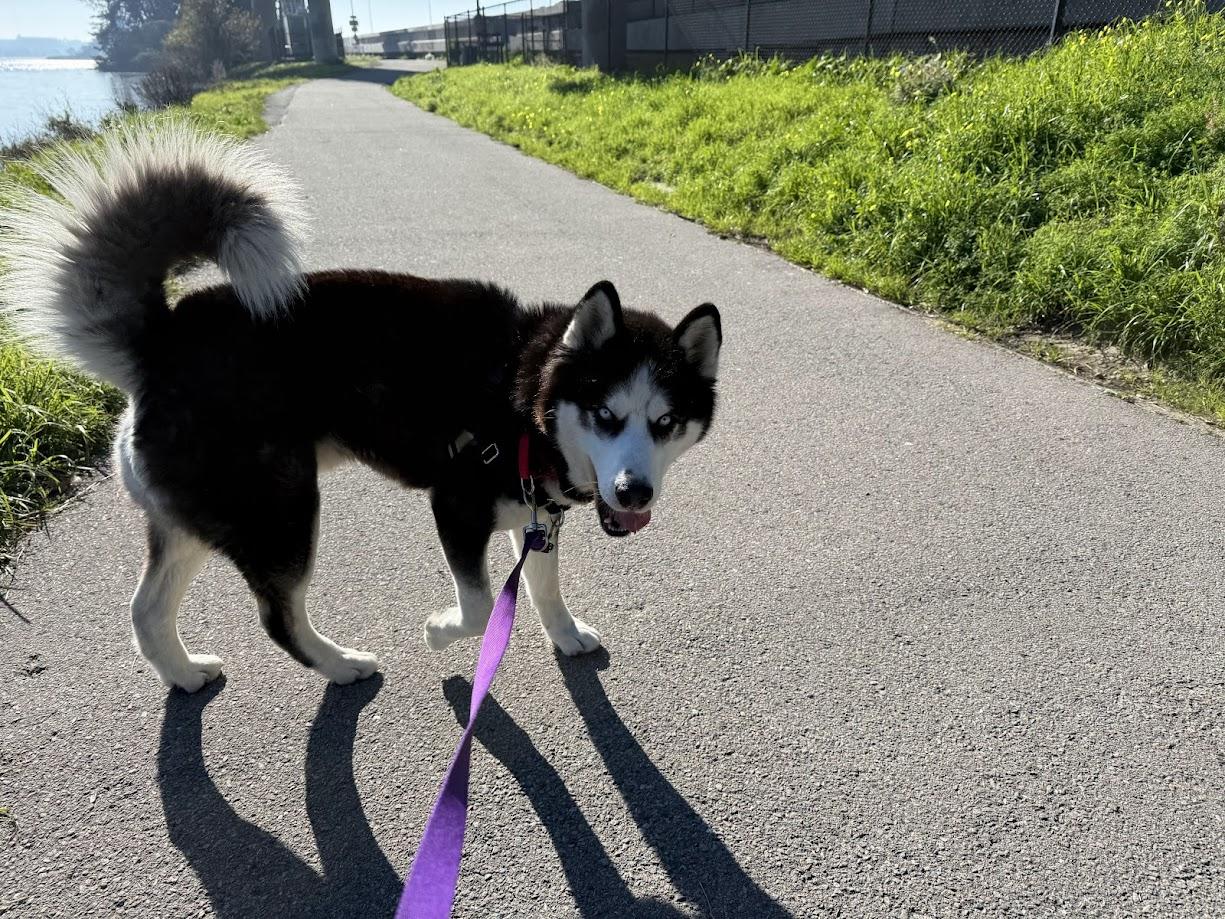 Panda, ADOPTABLE, Young Male Alaskan Malamute.