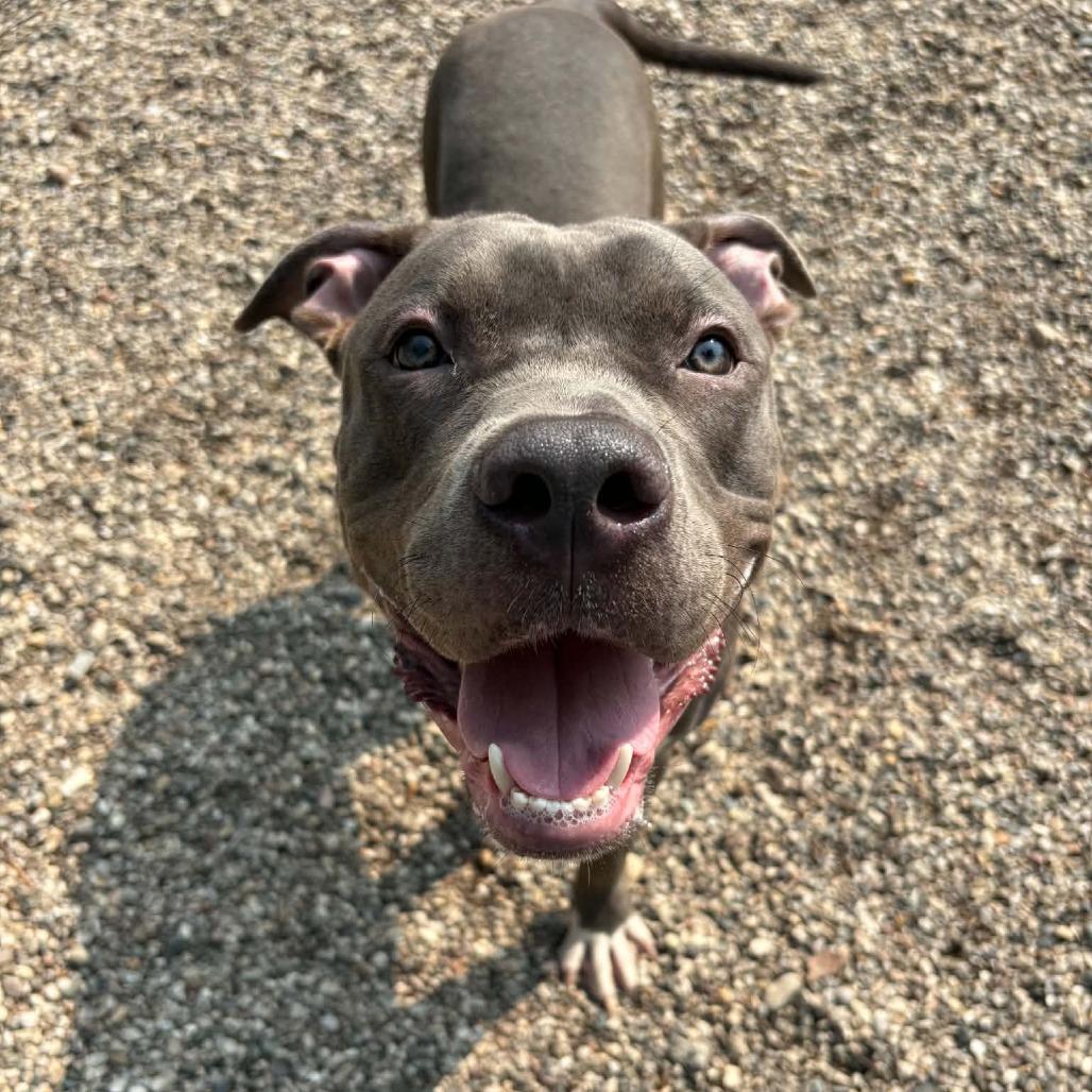 Spud, Adoptable, Adult Male Mixed Breed.
