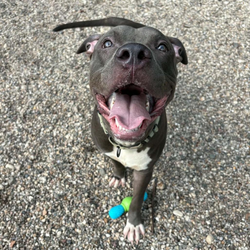 Enlarge Spud, a Adoptable Mixed Breed in West Olive, MI image 2/6