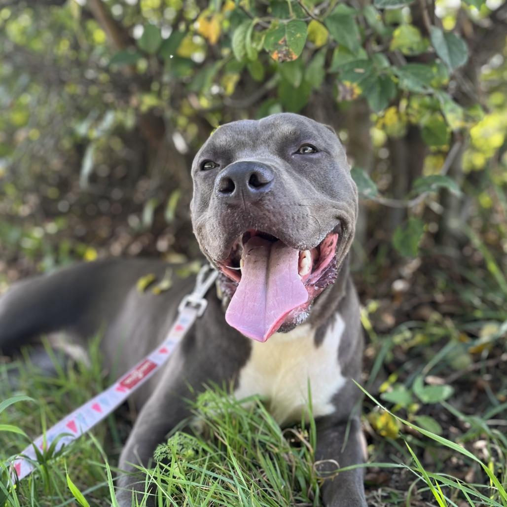 Enlarge Spud, a Adoptable Mixed Breed in West Olive, MI image 3/6