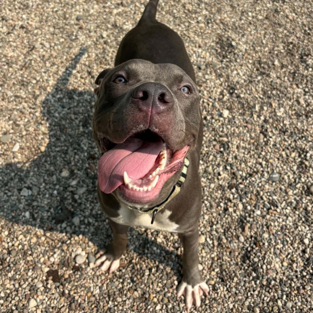 Enlarge Spud, a Adoptable Mixed Breed in West Olive, MI image 4/6