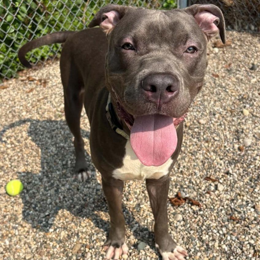 Enlarge Spud, a Adoptable Mixed Breed in West Olive, MI image 5/6