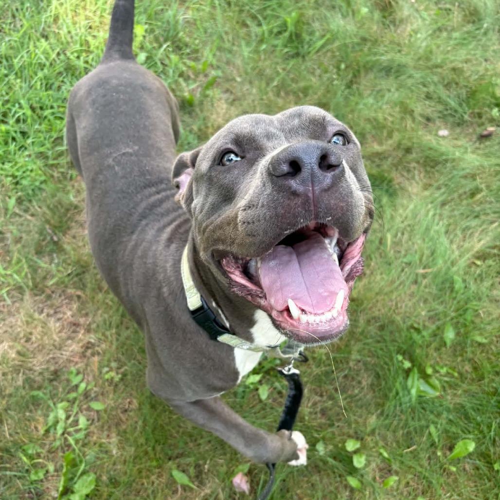 Enlarge Spud, a Adoptable Mixed Breed in West Olive, MI image 6/6