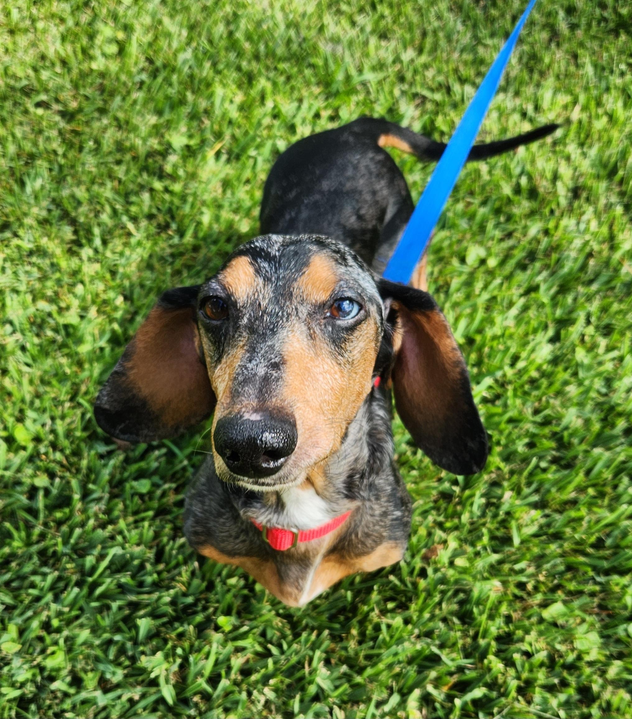 Cruze, Adult Male unknown