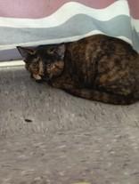 Enlarge Noah, a ADOPTABLE Domestic Short Hair in Huntsville , TX image 1/1