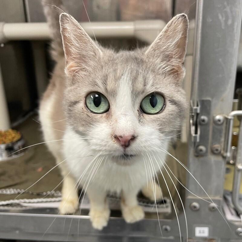 Frisky, Adoptable, Senior Female Domestic Short Hair.