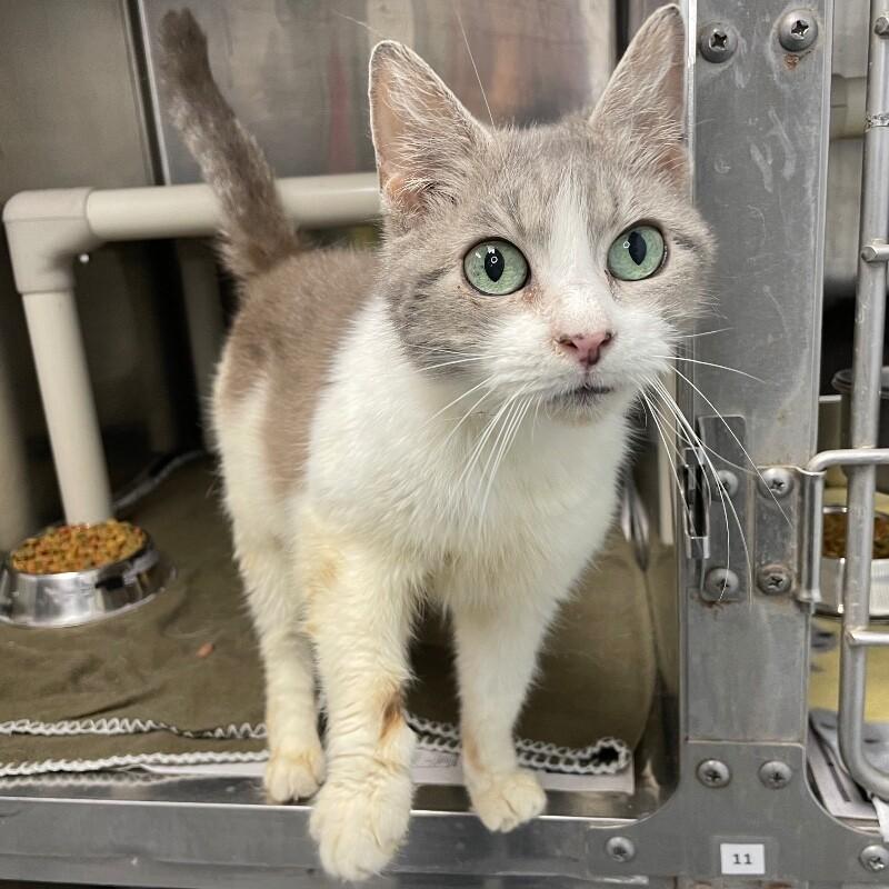 Enlarge Frisky, a Adoptable Domestic Short Hair in Roanoke, VA image 2/2